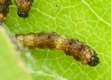 Drepana sp.